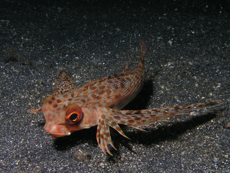 Flying Gurnard